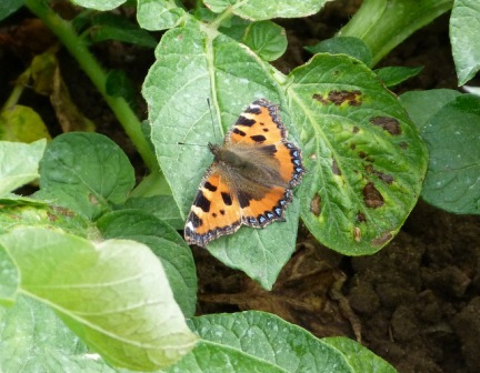 Small Tortoiseshell Butterfly